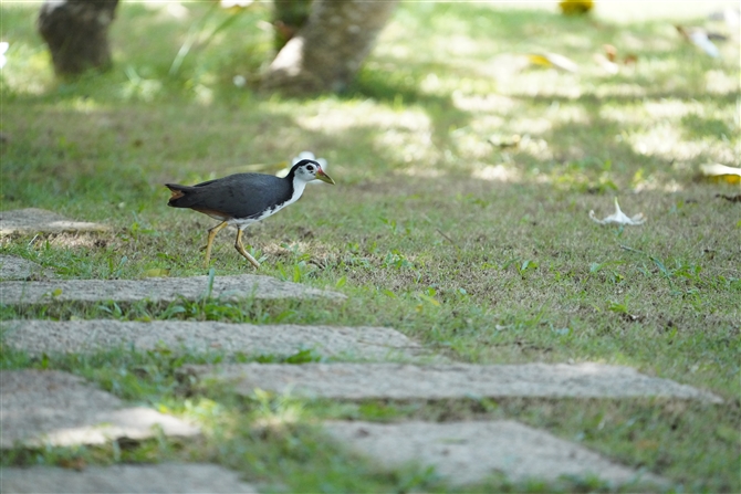 VnNCi,White-breasted Waterhen