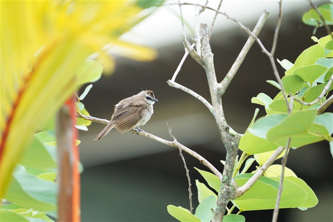 Oqh,Yellow-vented Bulbul