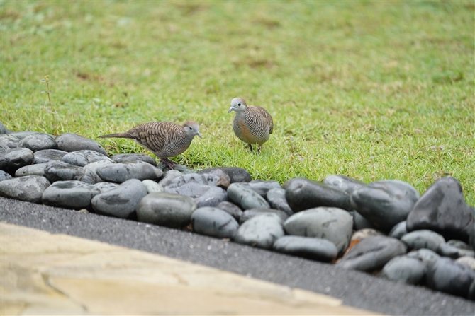 `EVEog,Zebra Dove