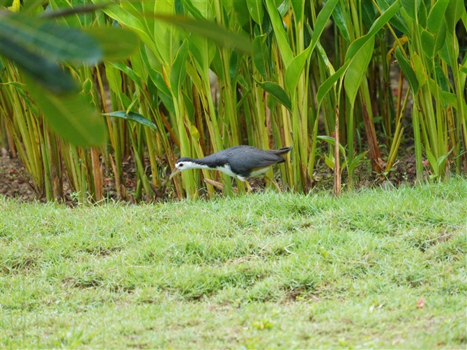 VnNCi,White-breasted Waterhen