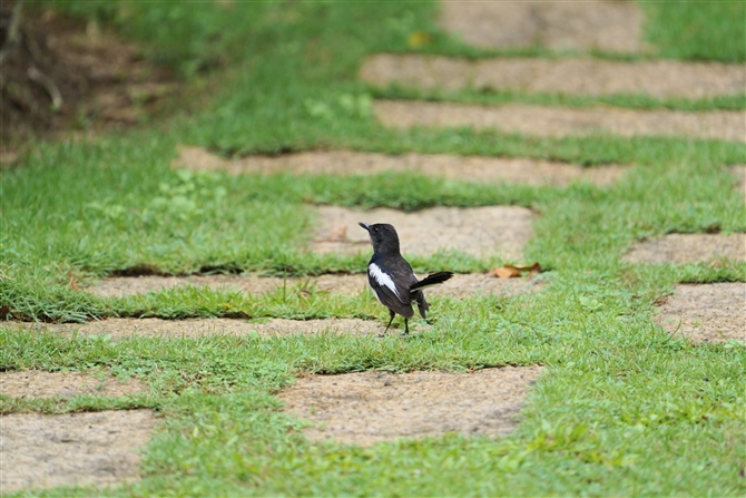 VL`E,Oriental Magpie-robin