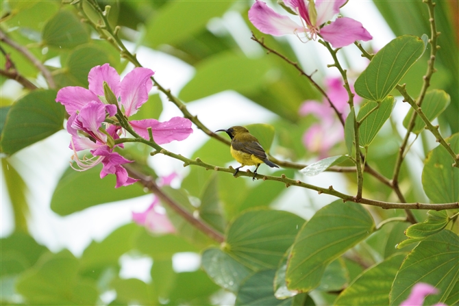 Lo^CE`E,Olive-throated Sunbird