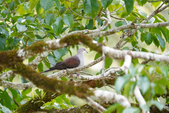 }~Jhog,Mountain Imperial Pigeon