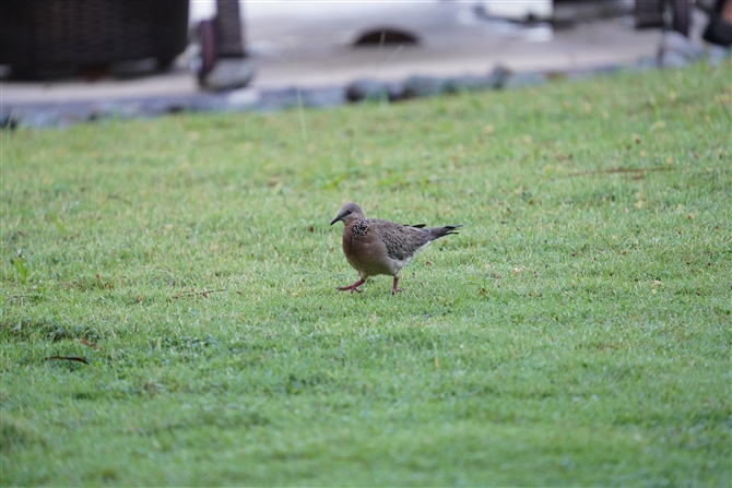 JmRog,Spotted Dove