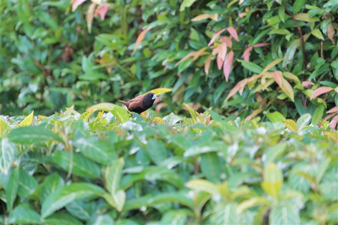 Lp,Black-headed Munia