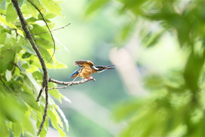 カワセミ,Common Kingfisher