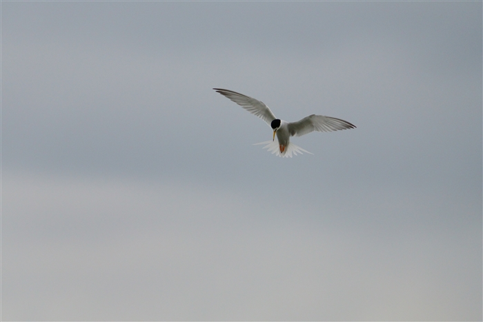 コアジサシ,Little Tern