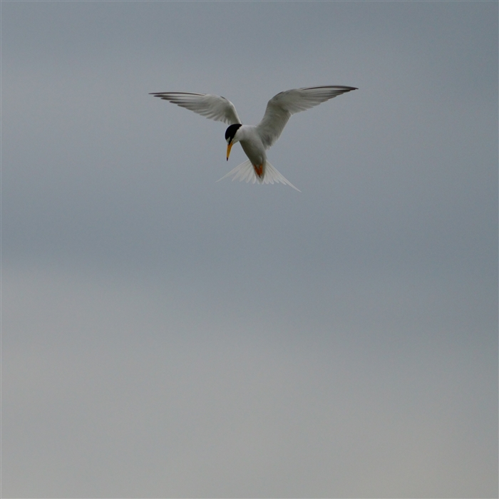 コアジサシ,Little Tern