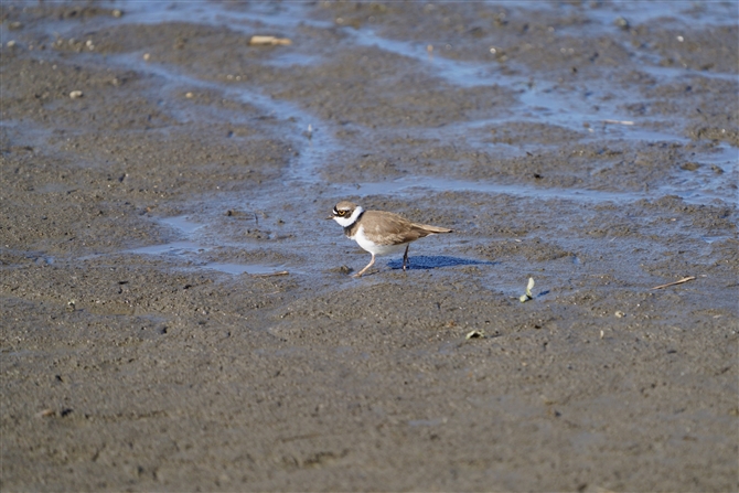 R`h,little Linged Plover