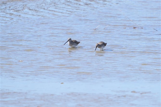 Long-billed Dowitcher