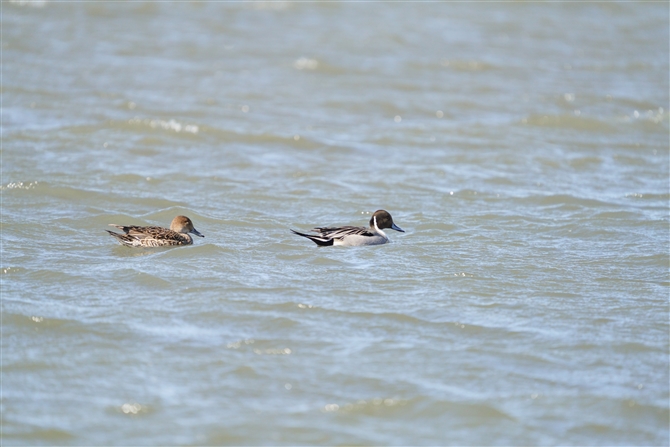 IiKK,Northern Pintail