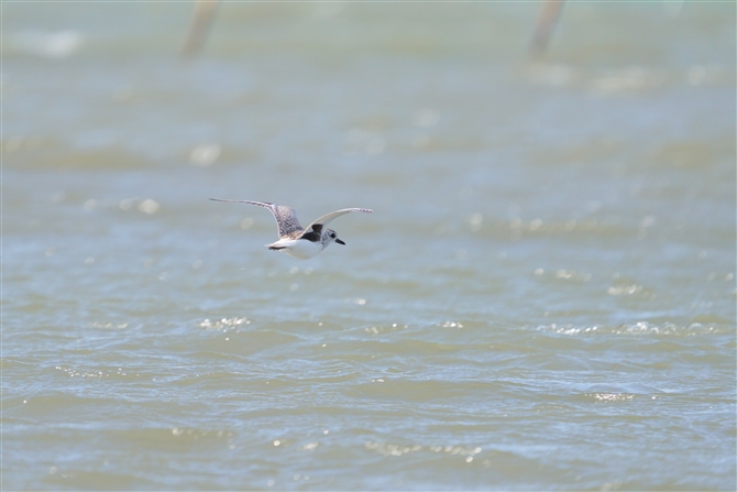 _C[,Grey Plover