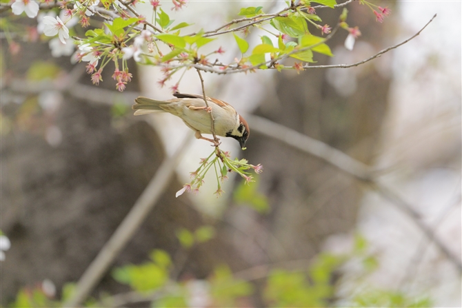 XY,Eurasisan Tree Sparrow