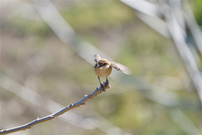 Y,Bull-headed Shrike