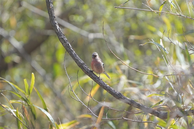 xj}VR,Long-tailed Rosefinch