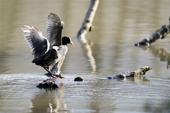 IIo,Eurasian Coot