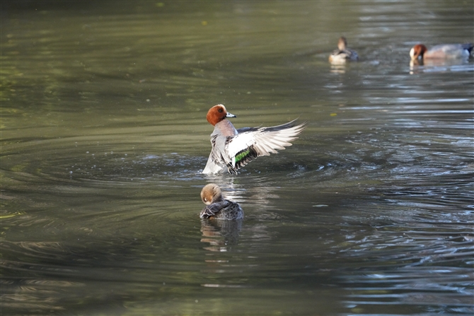 qhKEurasian Wigeon