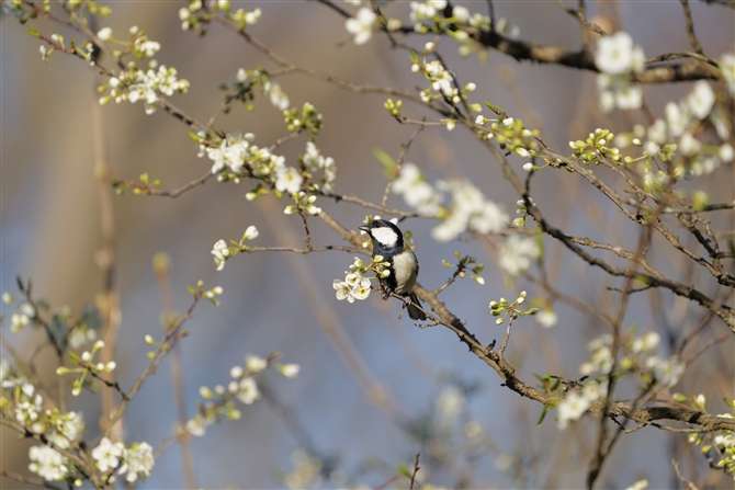 VWEJ,Japanese Tit