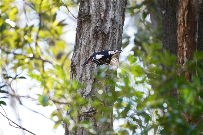 AJQ,Great Spotted Woodpecker