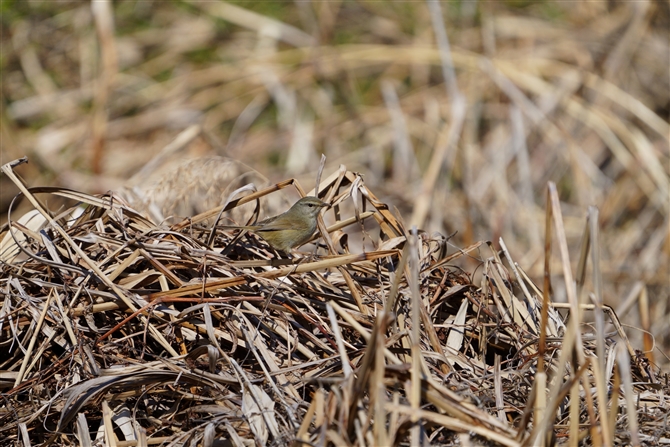 EOCX,Japanese Bush Warbler