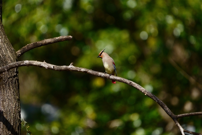 qWN,Japanese Waxwing