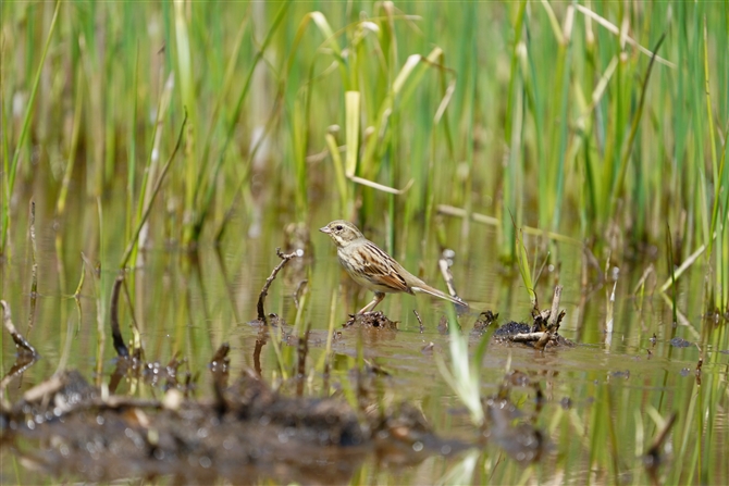 AIW,Black-faced Bunting