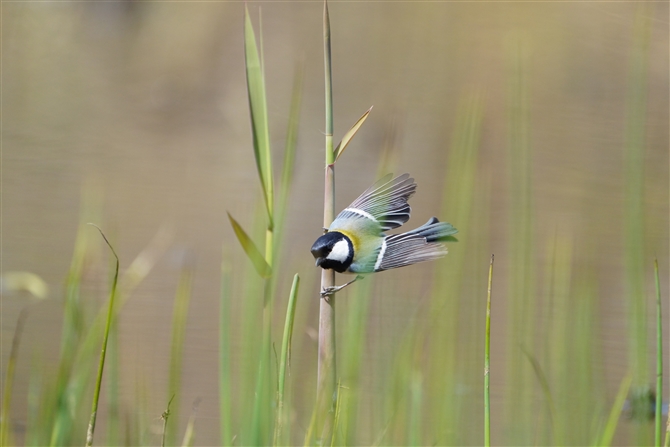 VWEJ,Japanese Tit