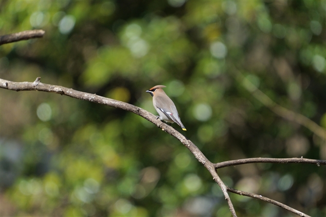 LWN,Bohemian Waxwing