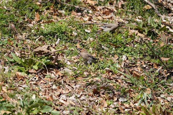 LWN,Bohemian Waxwing