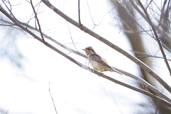 AXC,Eurasian Wryneck