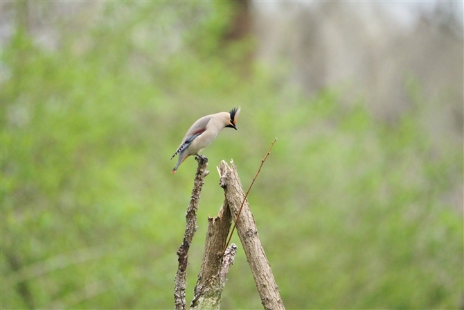 qWN,Japanese Waxwing