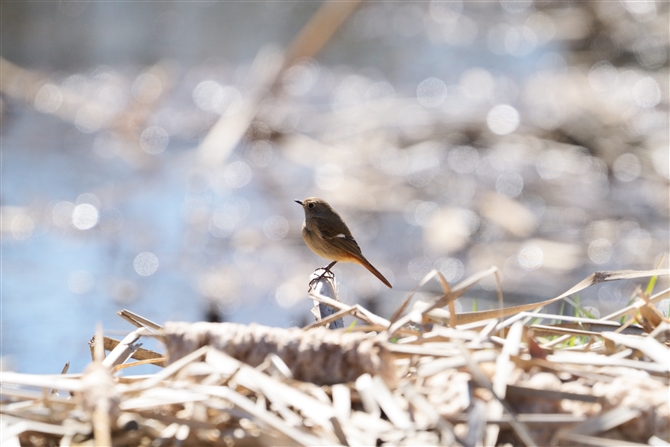 WEr^L,Daurian Redstart