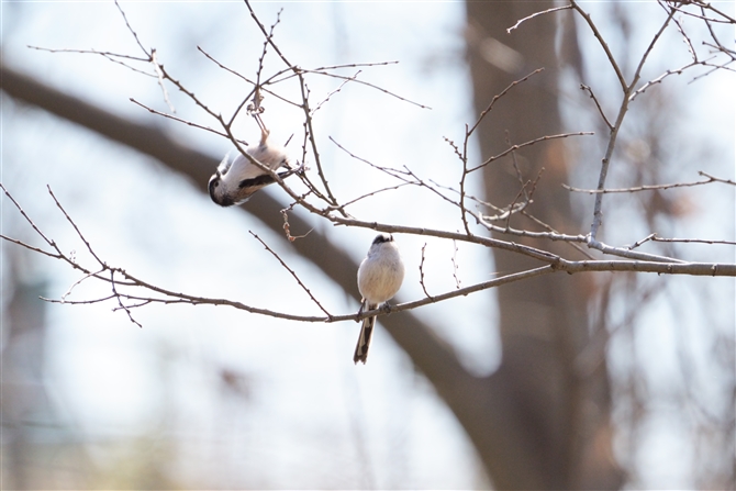 GiK,Long-tailed Tit