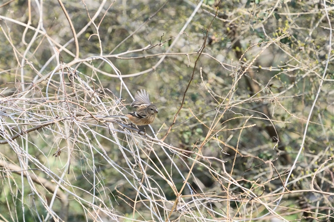 xj}VR,Long-tailed Rosefinch