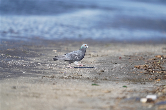 hog,Rock Dove