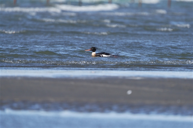 E~ACT,Red-breasted Merganser