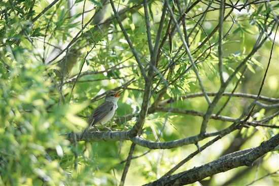 ܂̖쒹,쒹,IIVL,Oriental Reed Warbler