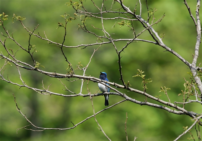 <%II,Blue-and-white Flycatcher%>