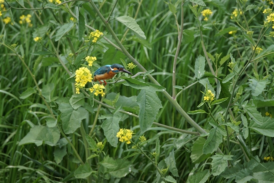 ܂̖쒹,쒹,JZ~,Common Kingfisher