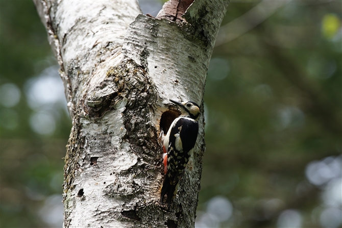 <%~AJQ,Great Spotted Woodpecker %>