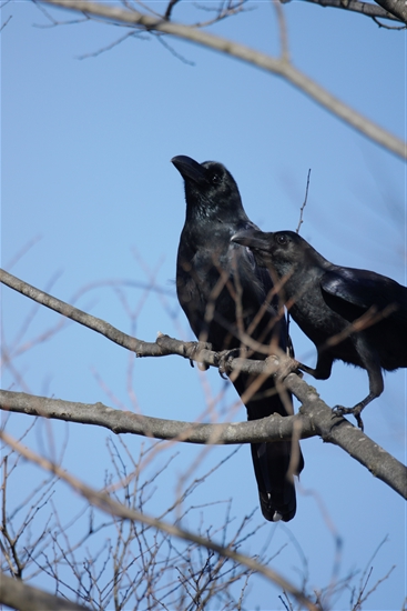 ܂̖쒹,쒹,nVugKX,Large-billed Crow