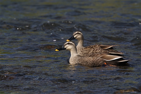܂̖쒹,쒹,JK,Eastern Spot-billed Duck