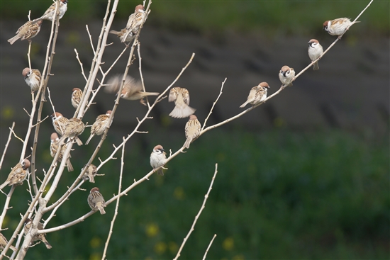 ܂̖쒹,쒹,XY,Eurasian Tree Sparrow