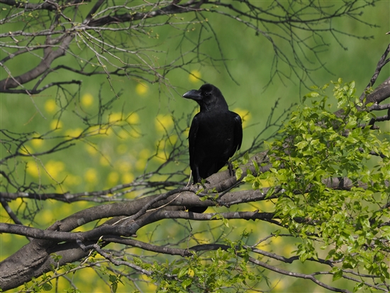 ܂̖쒹,쒹,nVugKX,Large-billed Crow