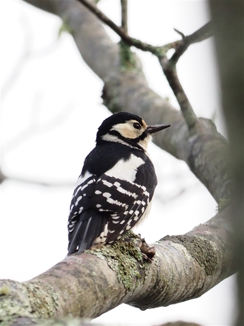 <%AJQ.Great Spotted Woodpecker%>