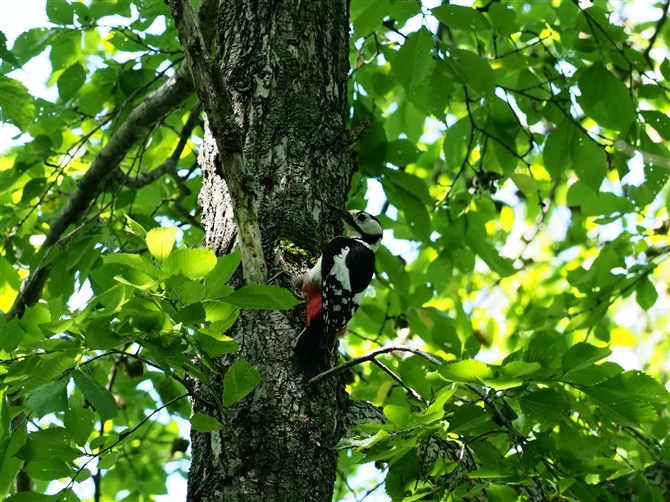 <AJQ,Great Spotted Woodpecker%>