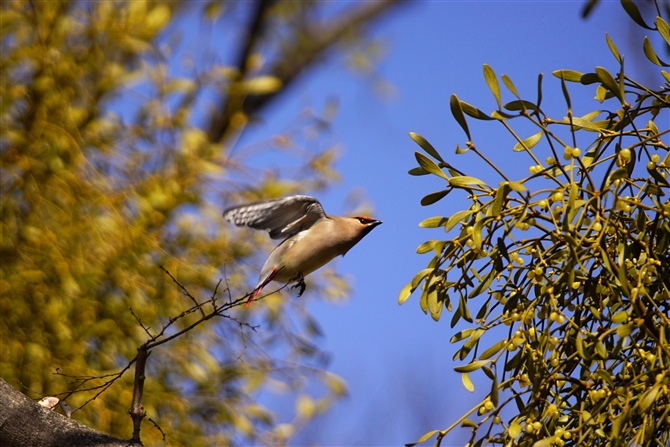 qWN,Japanese Waxwing