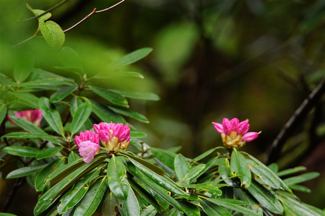 VNiQ,rhododendron
