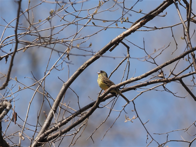 AIW,Black-faced Bunting