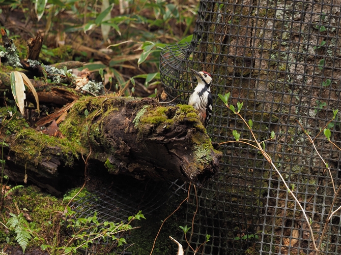 IIAJQ,White-backed Woodpecker